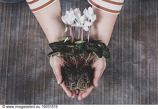 Frau hält eine weiße Cyclamen-Pflanze mit leuchtend grünen Blättern und Wurzeln