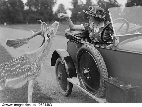 Frau in einem BSA-Auto beim Füttern eines Rehs im Richmond Park  Surrey  um 1920. Künstler: Bill Brunell.