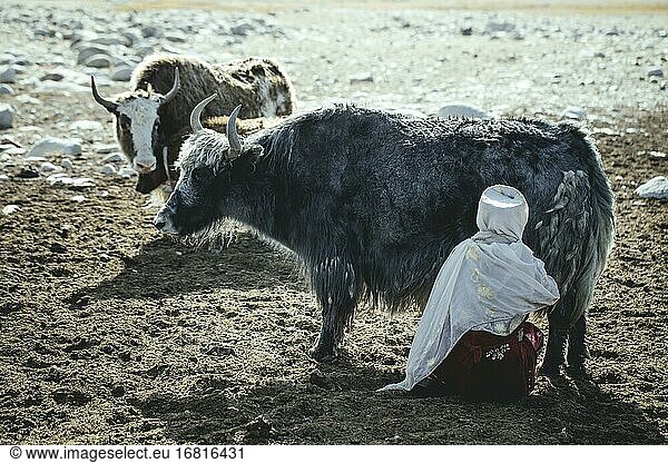 Frau melkt ein Yak  kirgisische Nomaden  Bozai Gumbaz  Wakhan-Korridor  Badachschan  Afghanistan  Asien