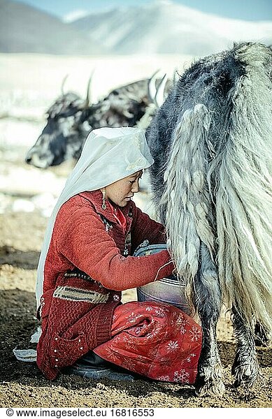 Frau melkt ein Yak  kirgisische Nomadin  Bozai Gumbaz  Wakhan-Korridor  Badachschan  Afghanistan  Asien
