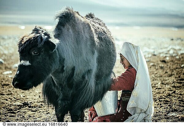 Frau melkt ein Yak  kirgisische Nomadin  Bozai Gumbaz  Wakhan-Korridor  Badachschan  Afghanistan  Asien