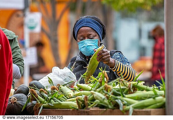 Frau mit Gesichtsmaske zieht Ähre aus dem Mais auf dem Silver Spring Farmers Market  Silver Spring  MD.