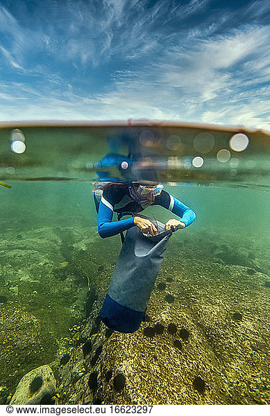 Frau sammelt Seeigel beim Tauchen unter Wasser