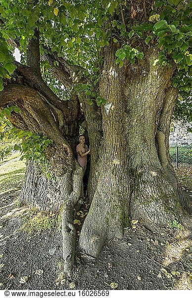 Frau steht in Naturdenkmal Hohler Baum  tausendjährige Linde  Winterlinde oder Steinlinde (Tilia cordata)  Homberg  Ohm  Vogelsberg  Hessen  Deutschland  Europa