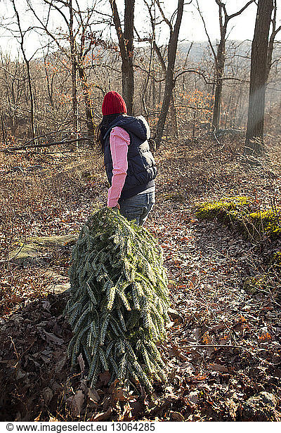 Frau zieht Kiefer im Wald
