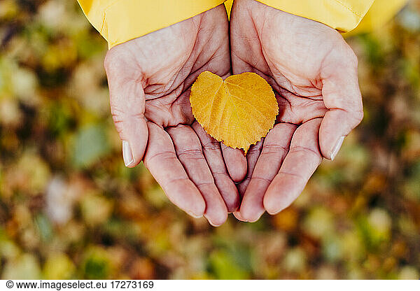 Frauenhände halten Herbstblatt