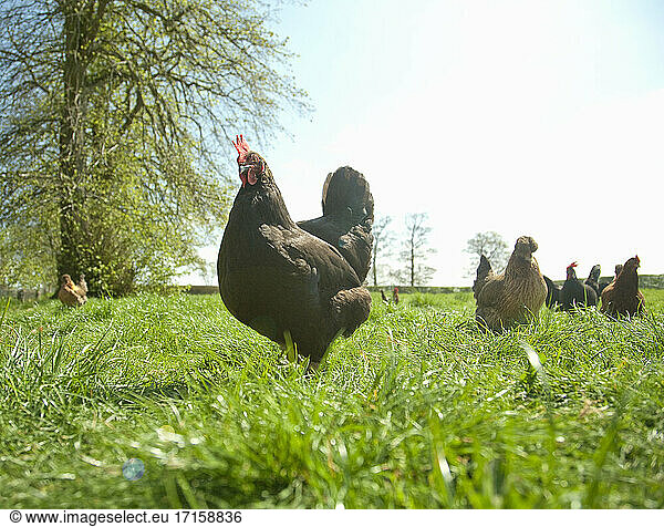 Free range chickens grazing in field