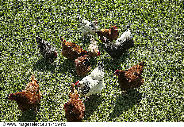 Free range chickens grazing in field