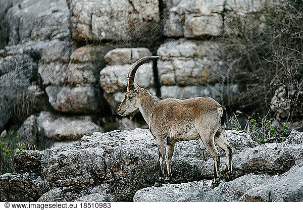 Free wild ibex on rock mountain
