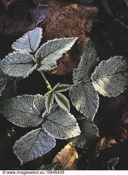 Freezed leafs in the dawn winter season.