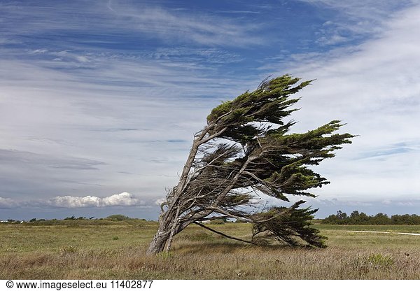 Frei stehender Windflüchter am Pointe de Chassiron  See-Kiefer (Pinus pinaster)  Île d?Oléron  Insel Oleron  Charente-Maritime  Frankreich  Europa