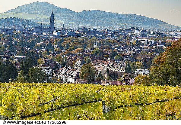 Freiburg Cathedral in autumn with vineyard  Freiburg im Breisgau  Baden-Württemberg  Germany  Europe