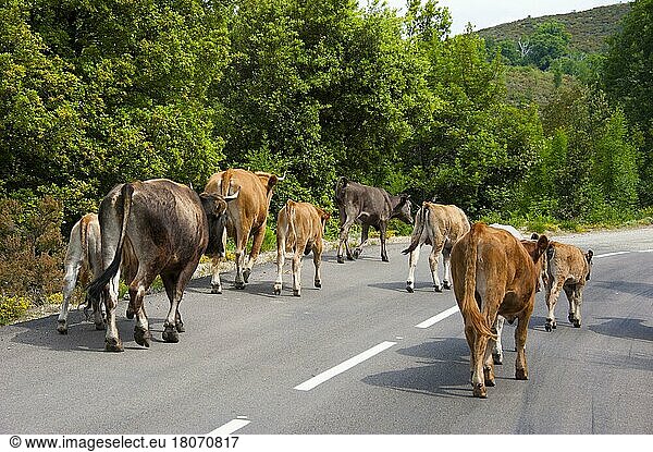Freilebende Hausrinder auf Straße  Kuh  Kühe  Korsika  Frankreich  Europa