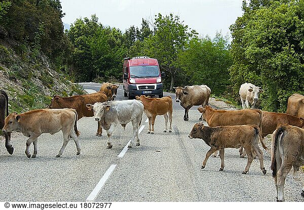 Freilebende Hausrinder auf Straße  Kuh  Kühe  Korsika  Frankreich  Europa
