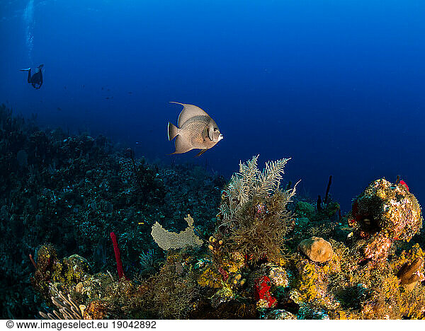 French Angelfish & scuba diver swimming on the coral reef in Utila