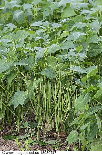 French Bean (Phaseolus vulgaris) crop  pods growing in field  near Pouzay  Indre-et-Loire  Central France