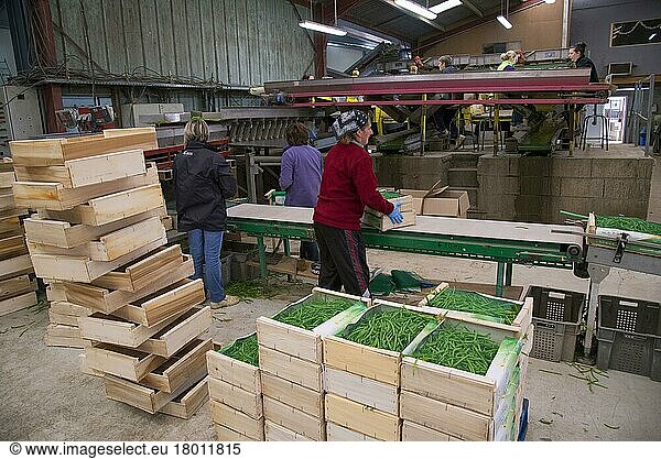 French Bean (Phaseolus vulgaris) crop  workers grading and packing harvested pods  near Pouzay  Indre-et-Loire  Central France