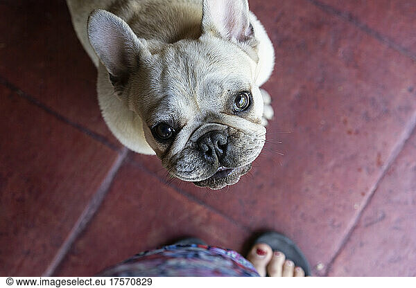 French Bulldog looking up isolated outdoors. Selective focus