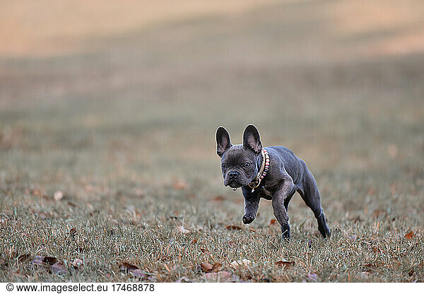 French bulldog puppy running on autumn grass