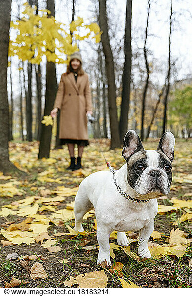 French bulldog with woman standing in background at autumn park