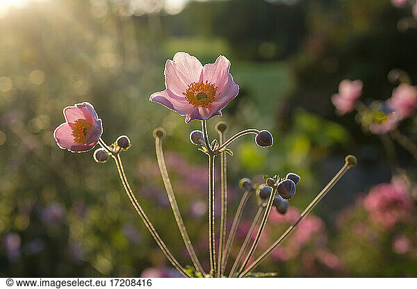 Fresh anemone flowers blossoming in garden