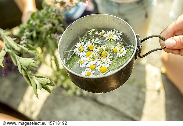 Fresh chamomile in pot with water for an infusion