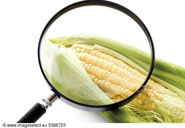 Fresh cob of corn under a magnifying glass