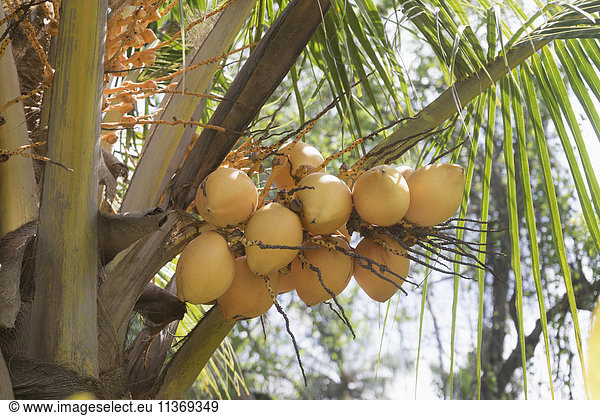 Fresh coconuts hanging on palm tree  Tangalle  South Province  Sri Lanka