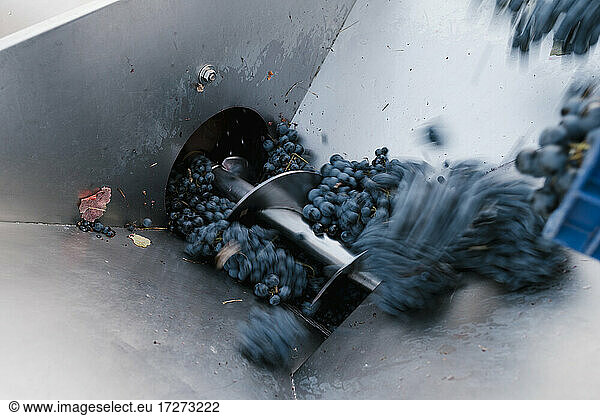 Fresh grapes falling on crushing machinery at winery