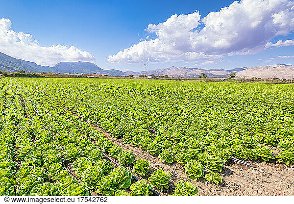 Fresh green lettuce growing on farm in Zafarraya  Andalucia  Spain  Europe