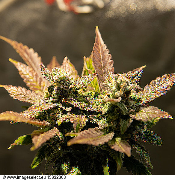 fresh harvest cannabis bud in details. Powerful trichomes of mar