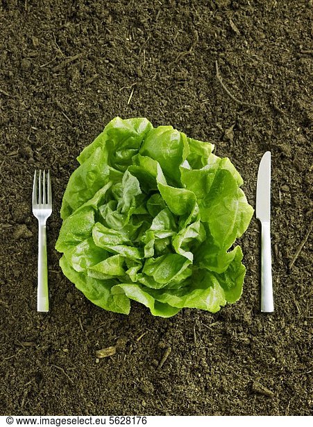 Fresh Head of Butter Lettuce in Dirt with Fork and Knife