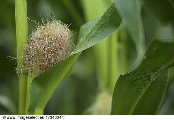 Fresh maize silk  used for medicinal tea  between the leaves of the read  also read  young  unripe maize  maize field  Fellbach near Stuttgart  Baden-Württemberg  Germany  Europe