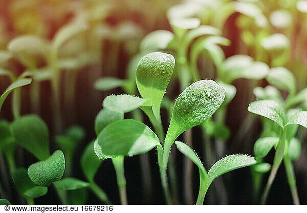 Fresh micro greens  growing  macro photography. green leafs