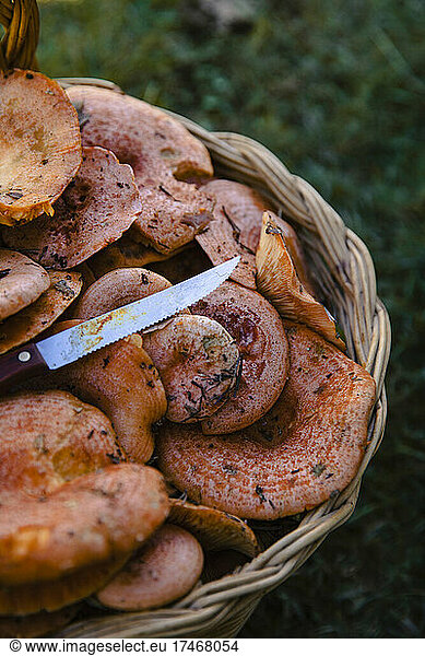 Fresh mushrooms and knife in basket