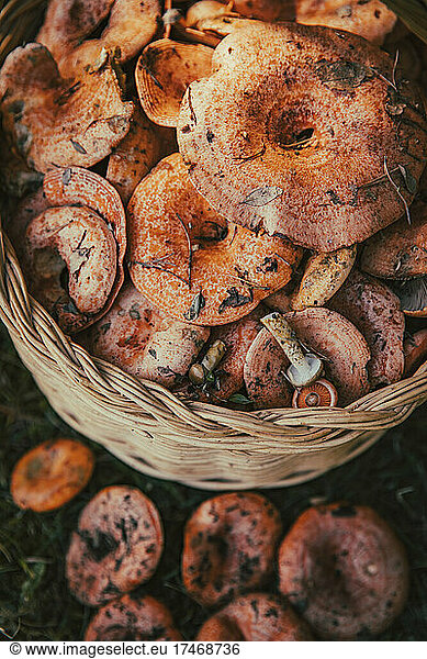 Fresh mushrooms filled in basket