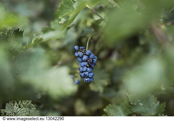 Fresh organic grapes growing in vineyard