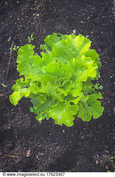 Fresh organic lettuce growing in backyard