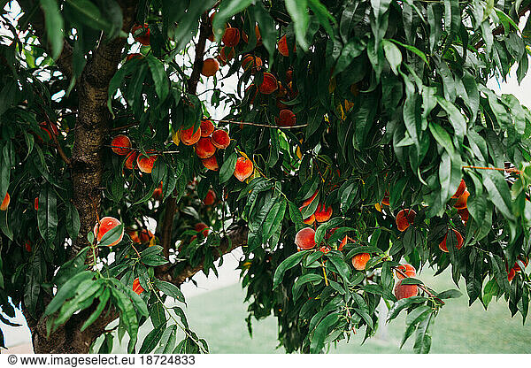 Fresh peaches hanging on tree in front yard during summer