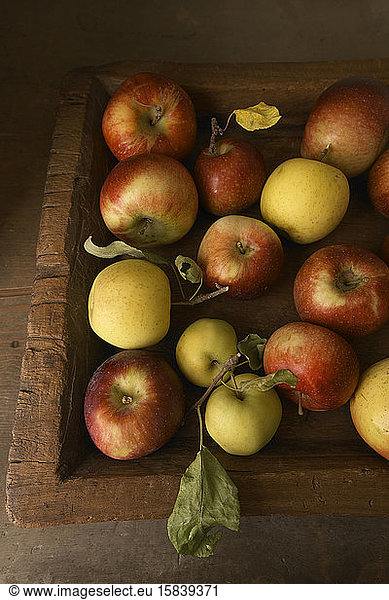 Fresh Picked Apples in Wood Crate