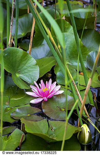 Fresh pink water lily floating in pond
