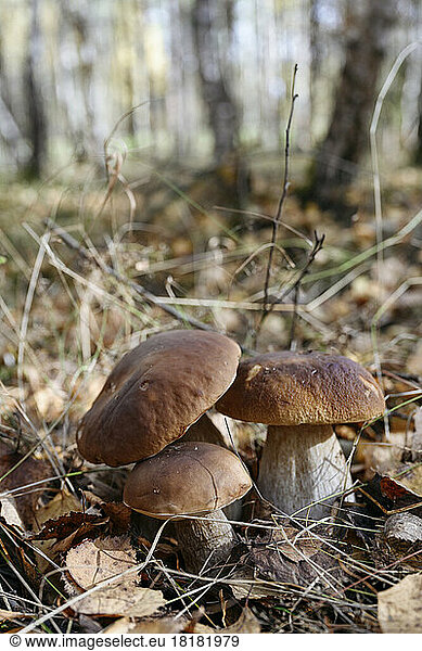 Fresh porcini mushrooms grown in forest