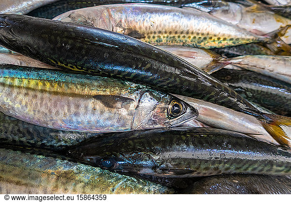 Fresh sardines in fish market  Algarve  Portugal