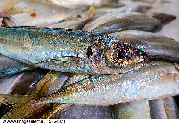 Fresh sardines in fish market  Algarve  Portugal