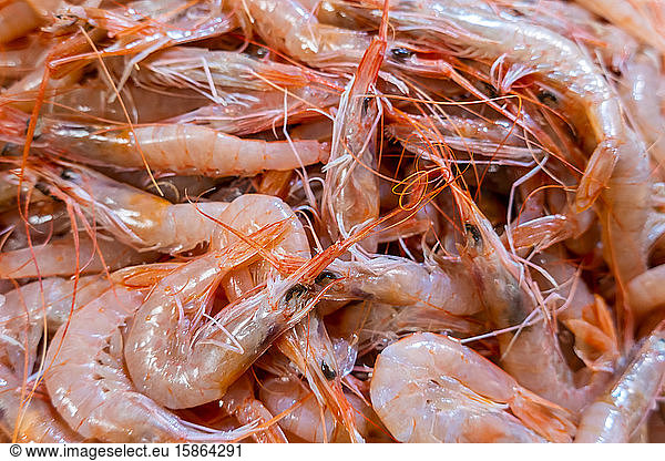 Fresh shrimps in Algarve fish market  Portugal
