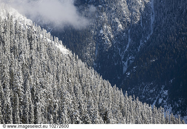 Fresh snow on forest covered mountainsides  Whistler  British Columbia  Canada