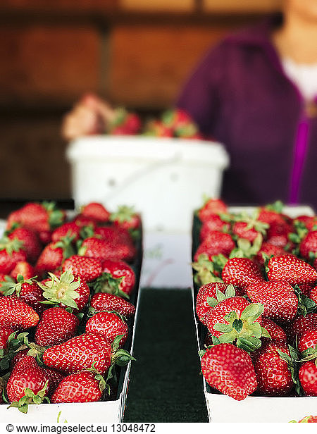 Fresh strawberries in containers for sale at market