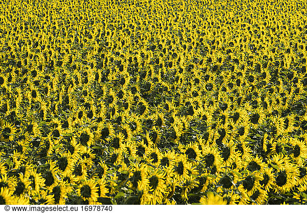 Fresh sunflowers on field  Hodonin District  South Moravian Region  Moravia  Czech Republic