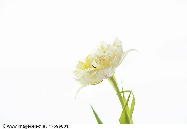 Fresh tulip against white background