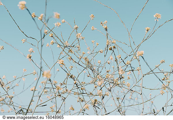 Fresh white flowers on twigs against sky during sunny day